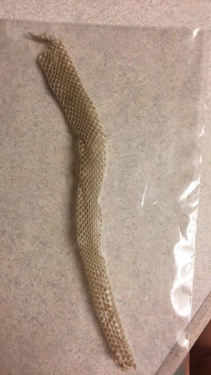 San Jose snake skin